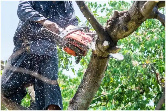 tree services Luyando